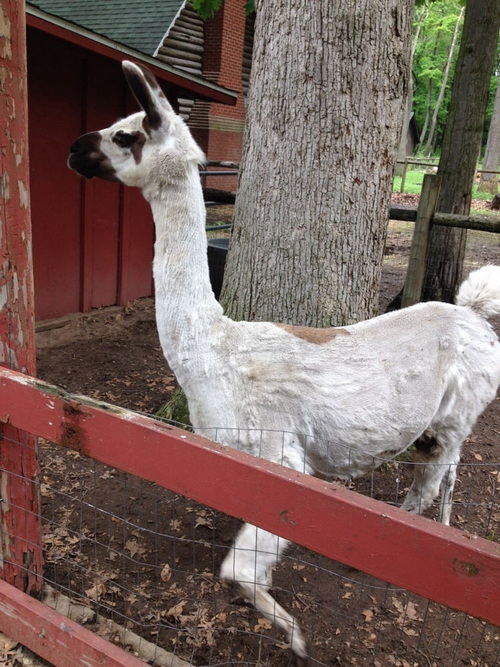 Deer Forest - Photos From Old Park Website (newer photo)